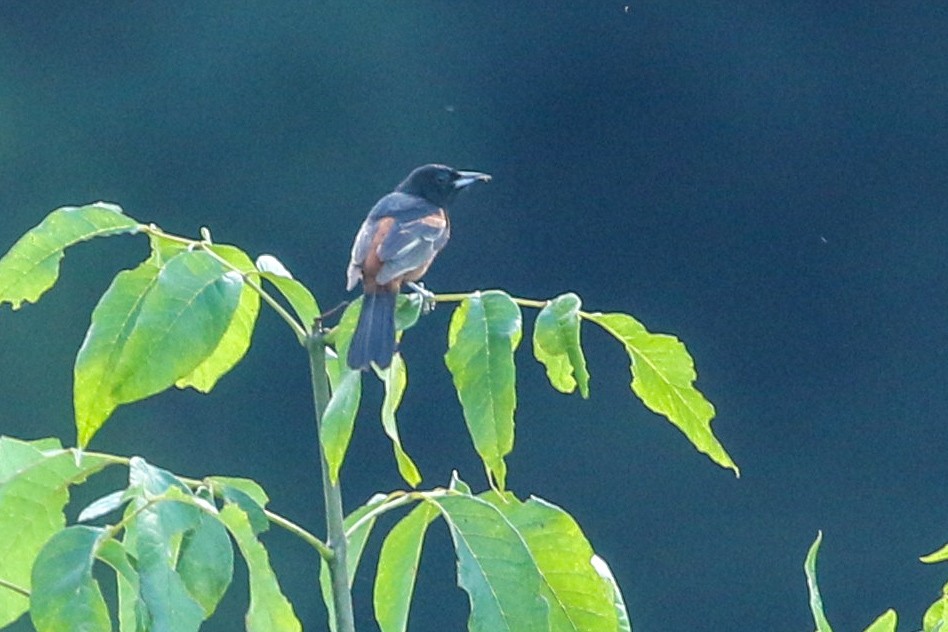 Orchard Oriole - ML621036559