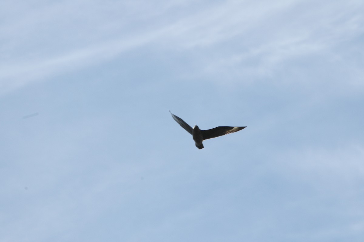 Great Skua - ML621036560