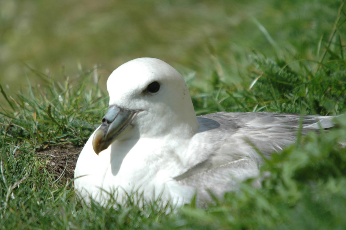 Fulmar boréal - ML621036568