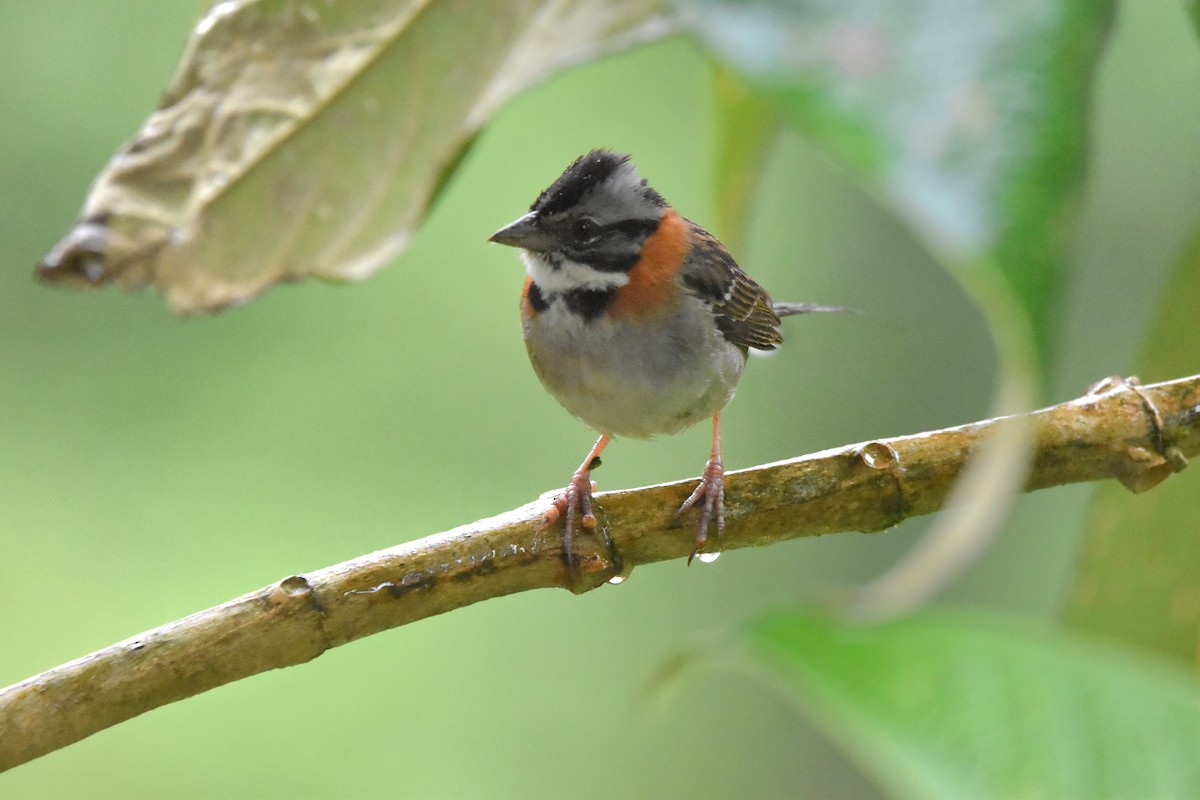 Rufous-collared Sparrow (Rufous-collared) - ML621036575