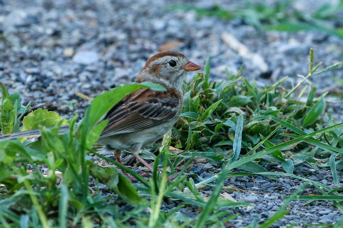 Field Sparrow - ML621036576