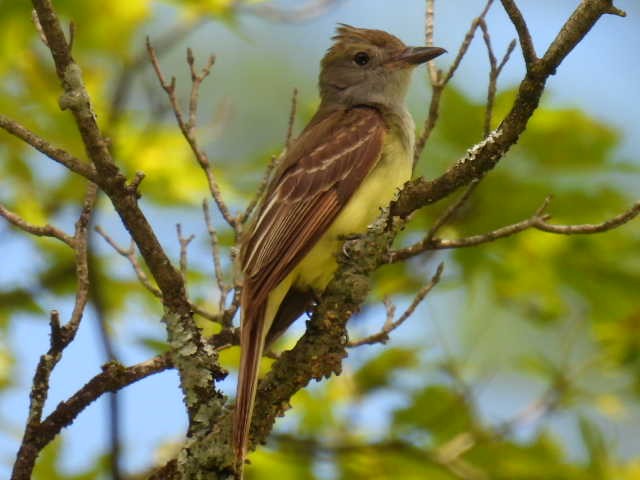 Great Crested Flycatcher - ML621036580