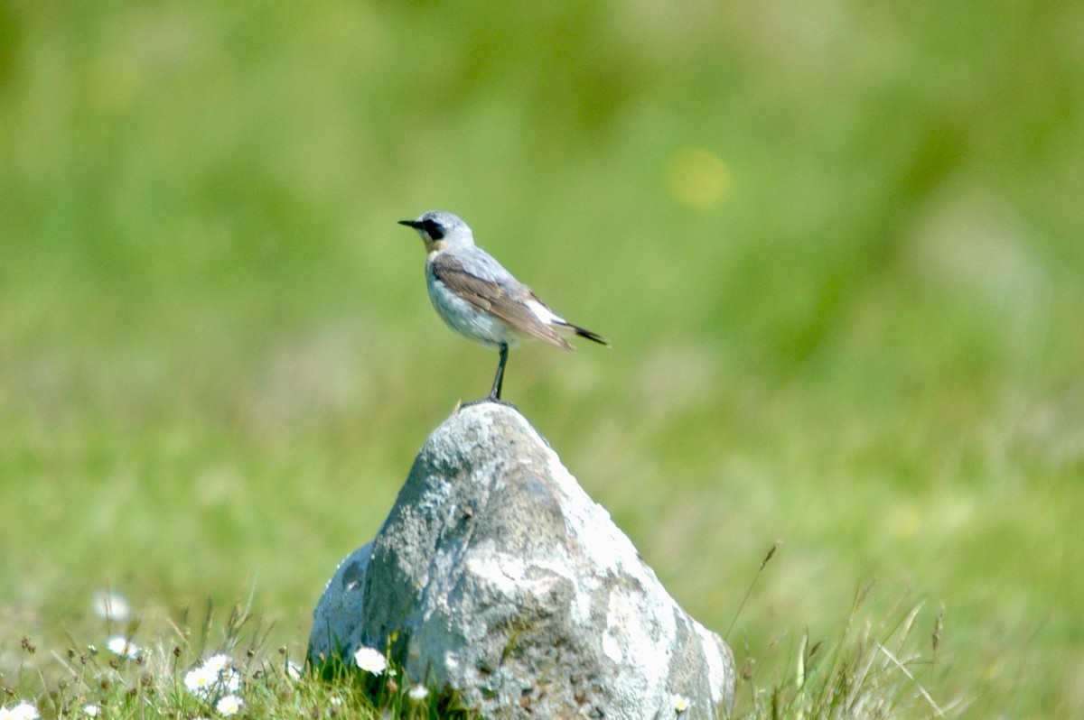 Northern Wheatear - ML621036588