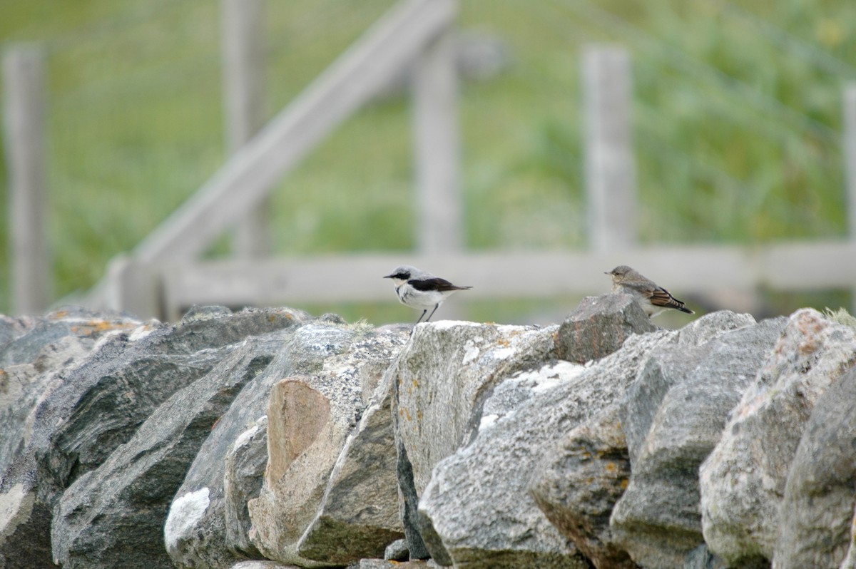 Northern Wheatear - ML621036589