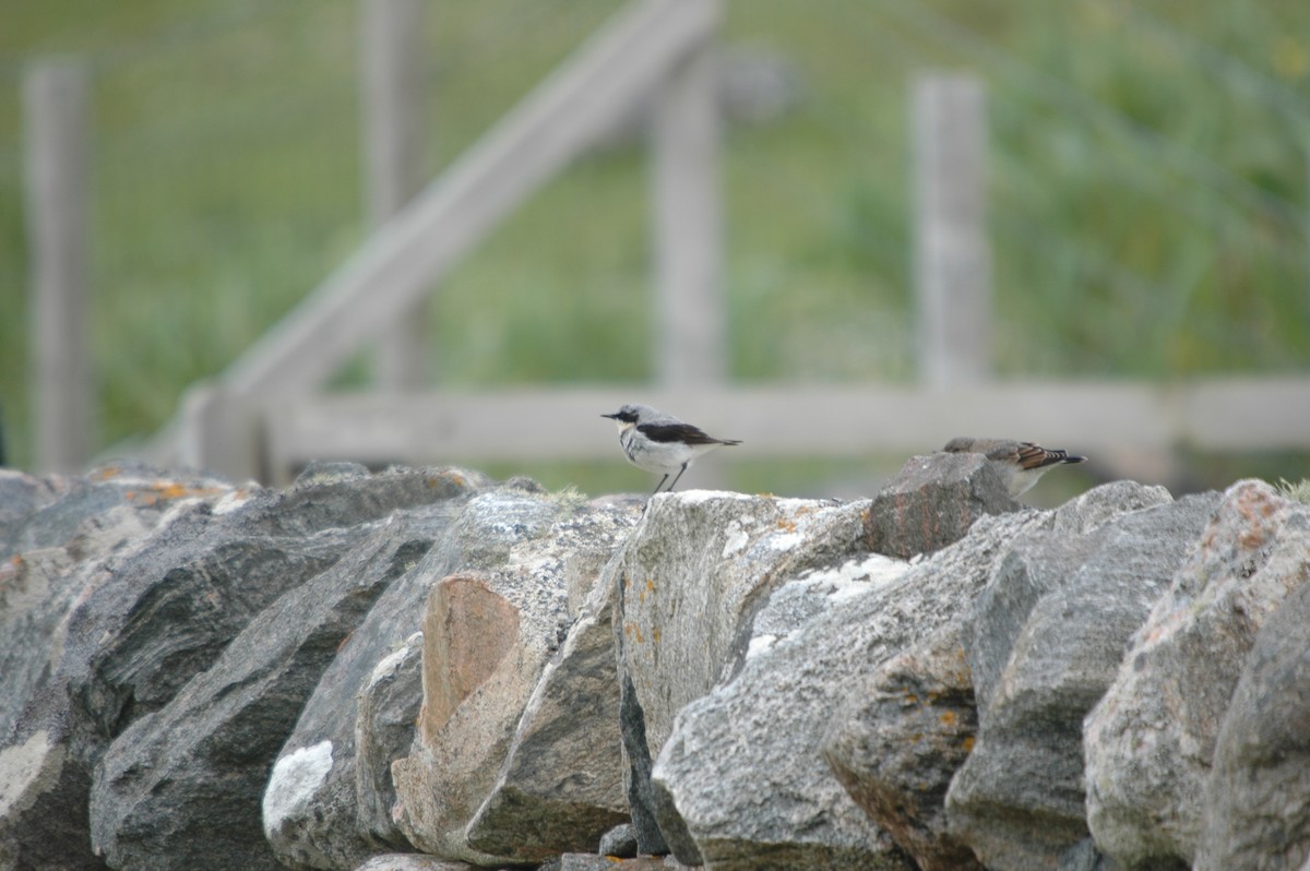 Northern Wheatear - ML621036590