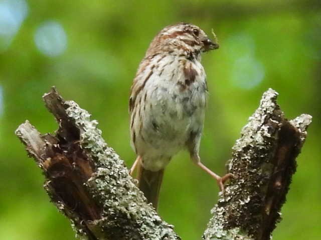 Song Sparrow - ML621036591