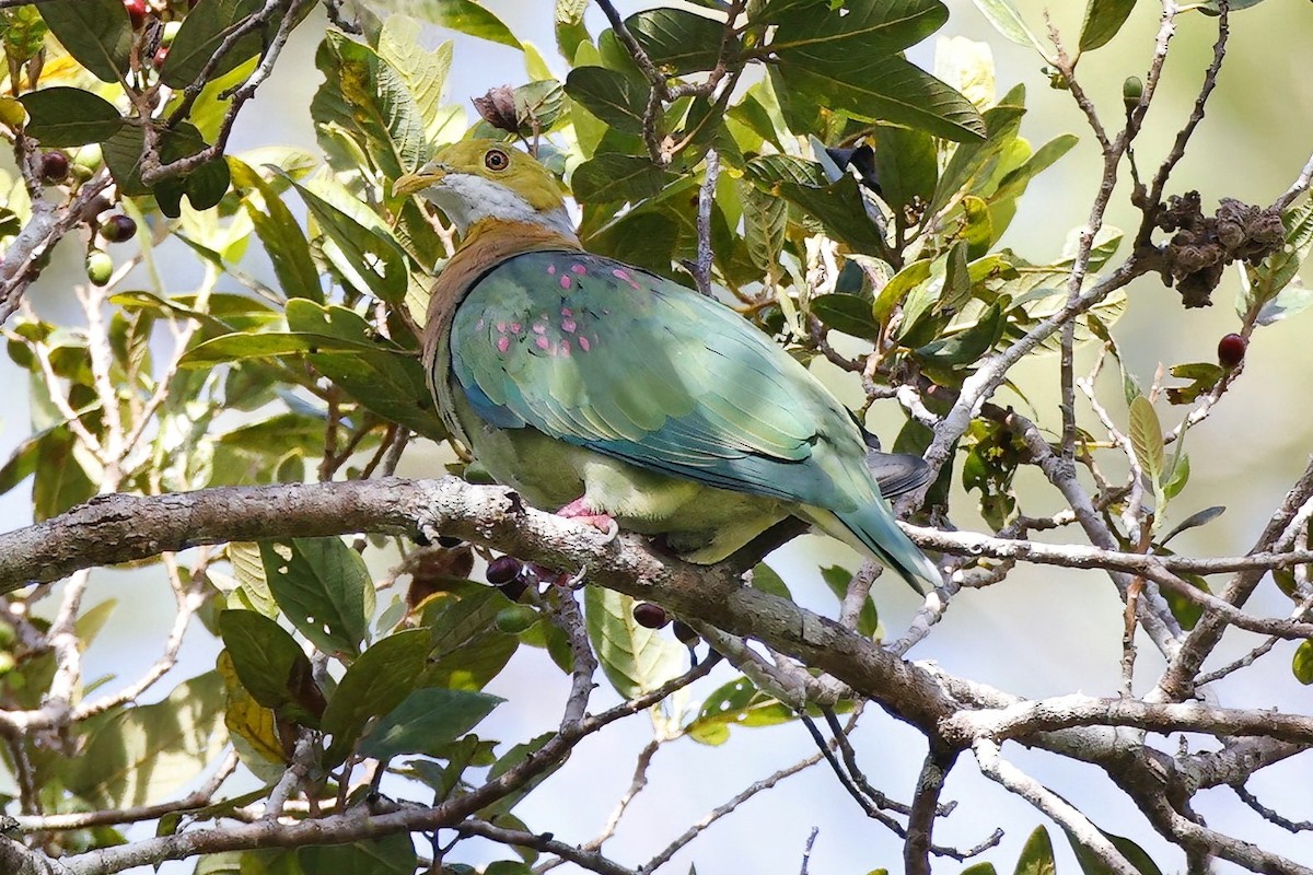 Pink-spotted Fruit-Dove - ML621036592