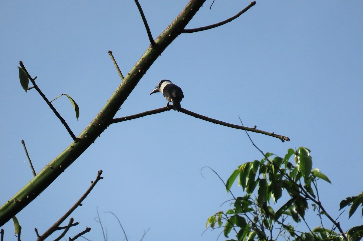 White-necked Puffbird - ML621036600