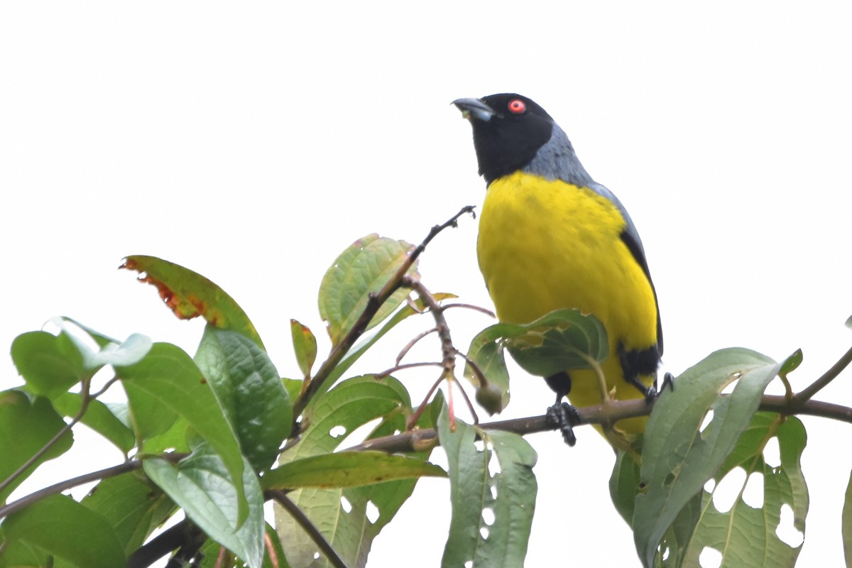 Hooded Mountain Tanager - ML621036646