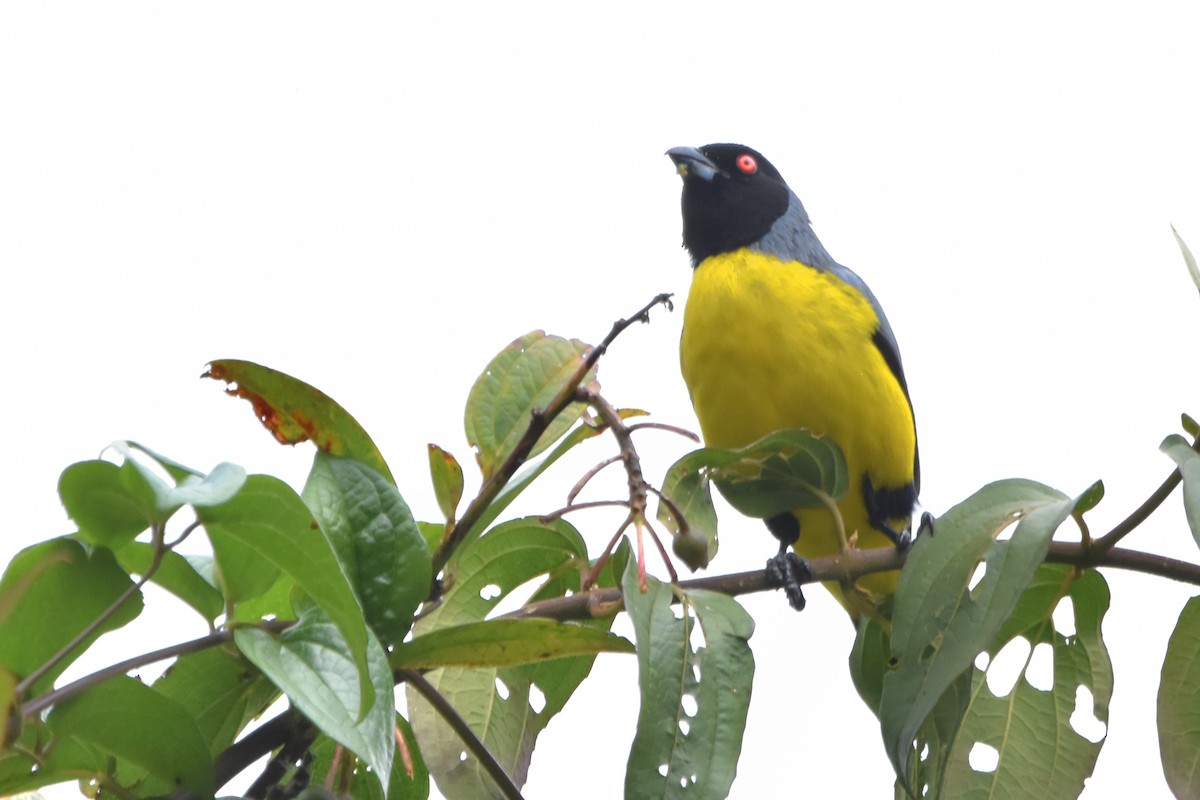Hooded Mountain Tanager - ML621036647