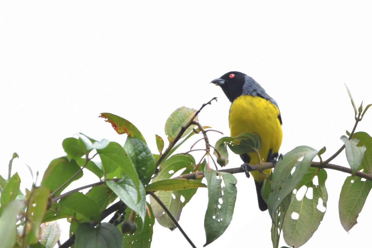 Hooded Mountain Tanager - ML621036648