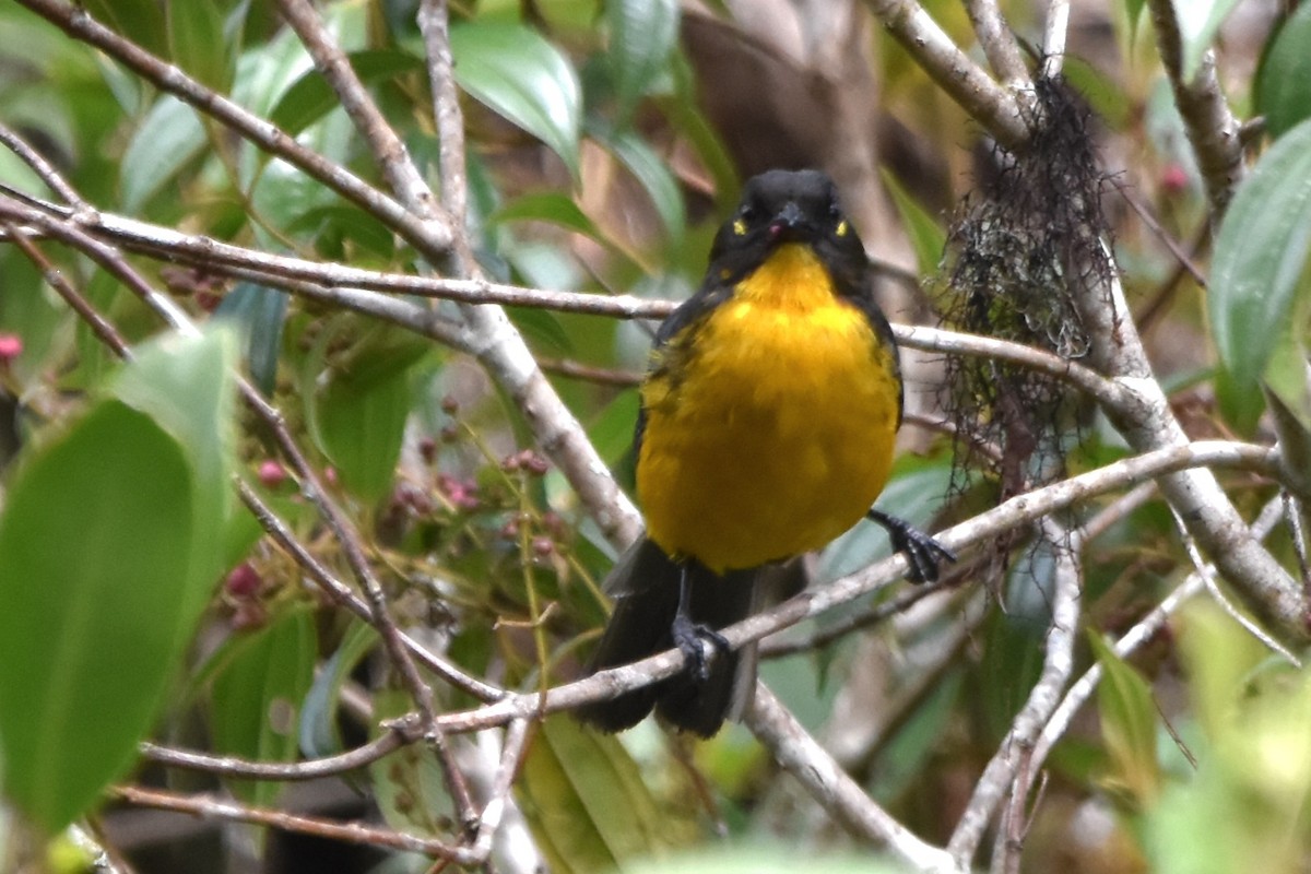 Lacrimose Mountain Tanager (palpebrosus Group) - ML621036701