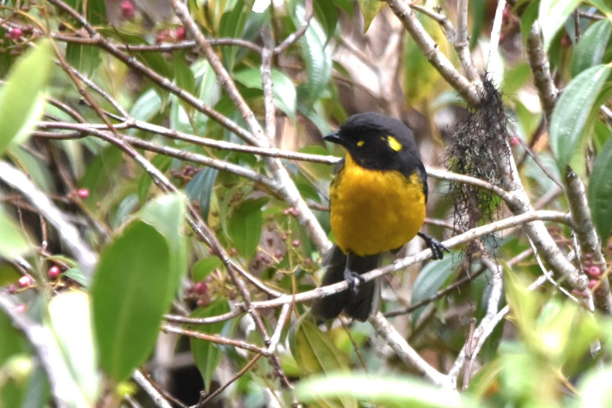 Lacrimose Mountain Tanager (palpebrosus Group) - ML621036702