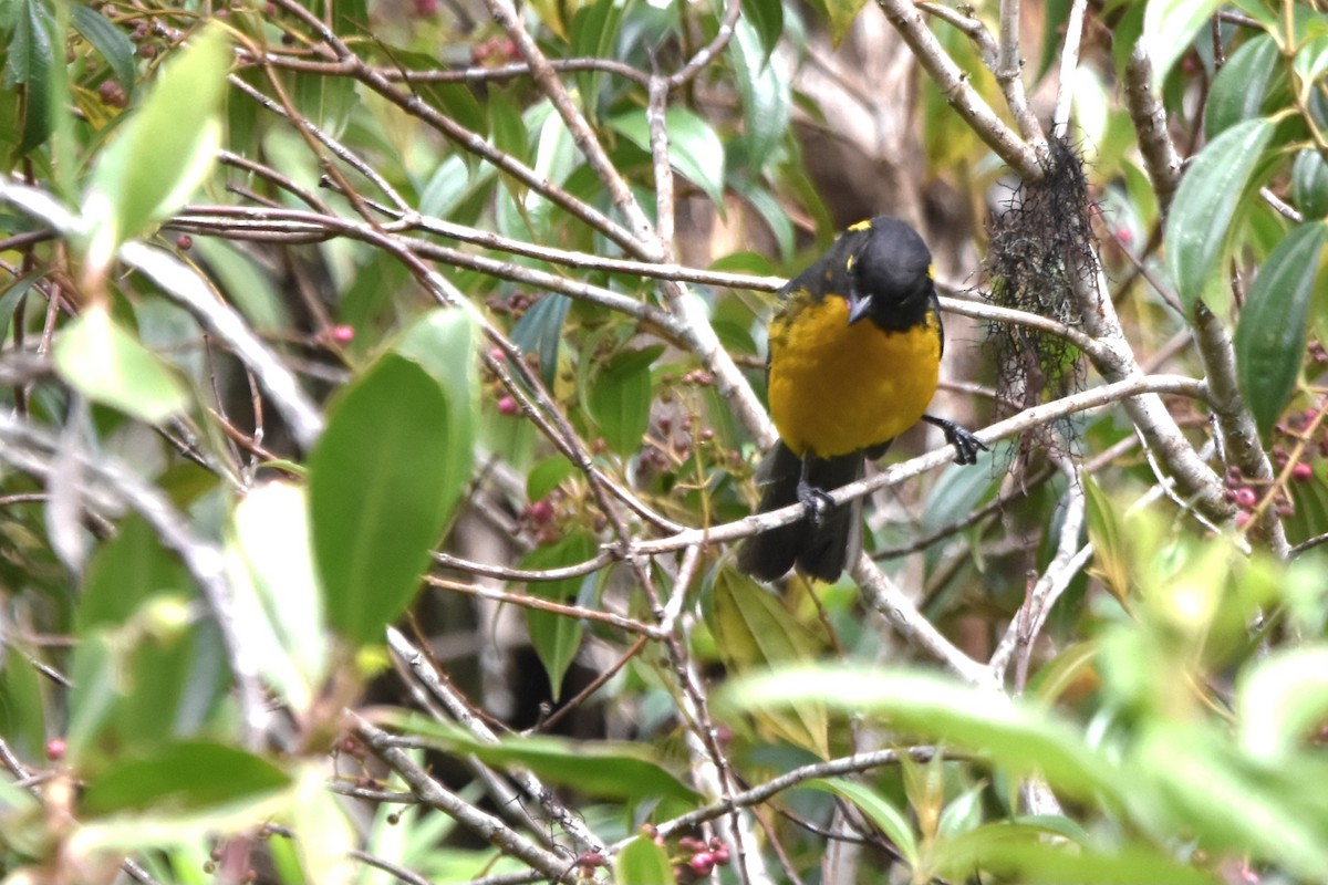 Lacrimose Mountain Tanager (palpebrosus Group) - ML621036703