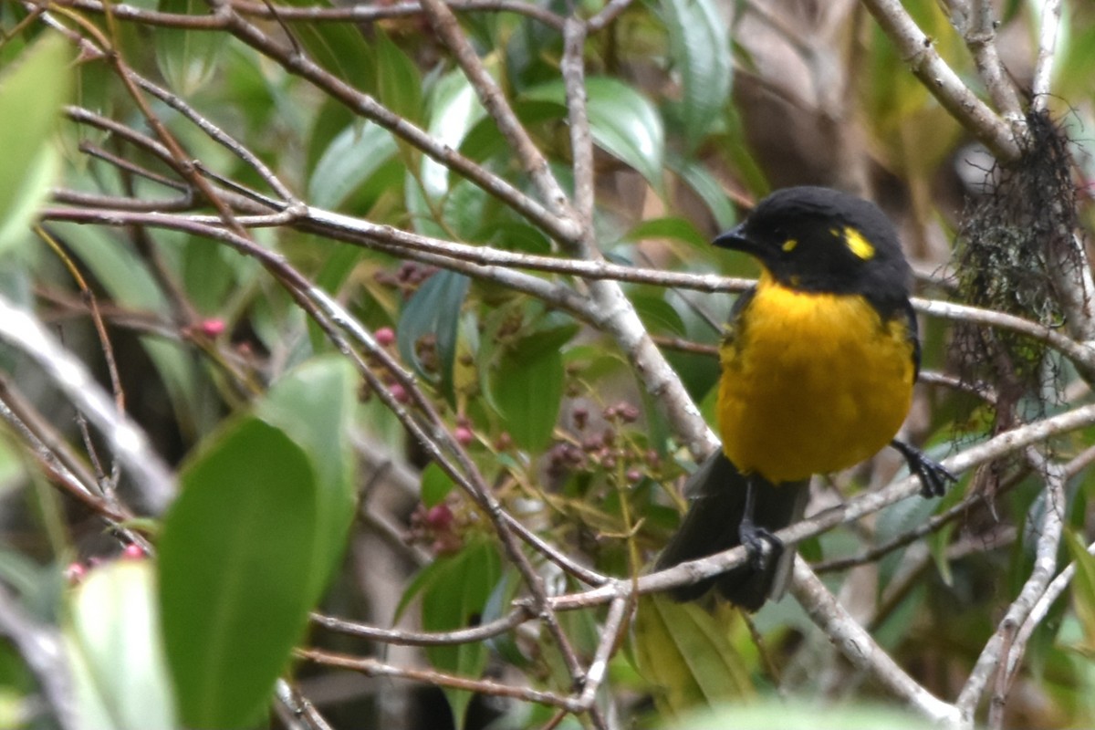 Lacrimose Mountain Tanager (palpebrosus Group) - ML621036704