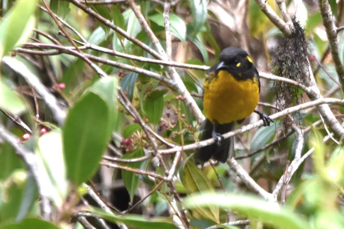 Lacrimose Mountain Tanager (palpebrosus Group) - ML621036705