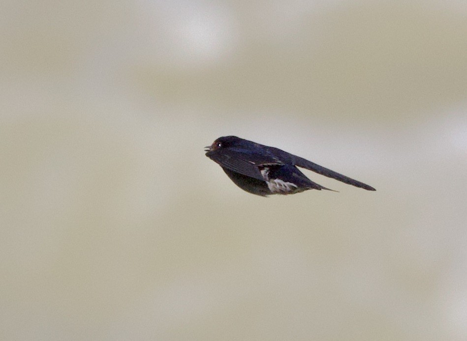 Pacific Swallow - ML621036729