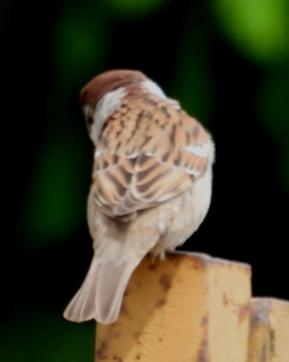 Eurasian Tree Sparrow - ML621036760