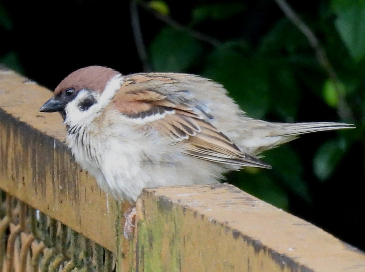 Eurasian Tree Sparrow - ML621036761