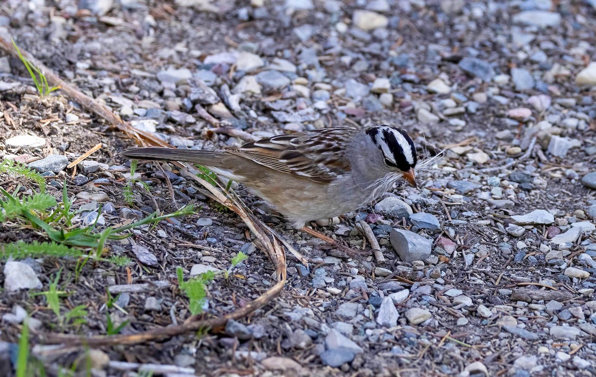 White-crowned Sparrow - ML621036783