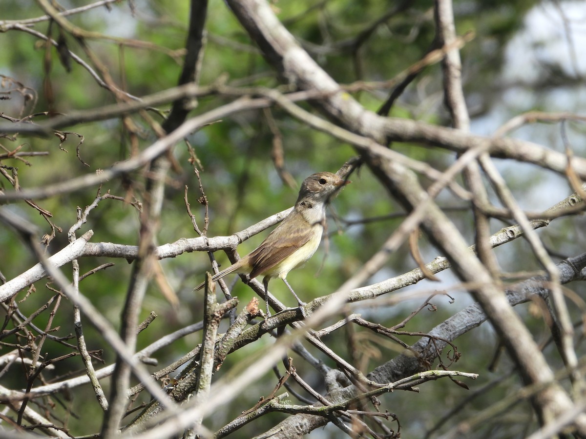 Fulvous-crowned Scrub-Tyrant - ML621036787
