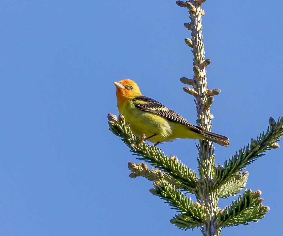 Western Tanager - ML621036803