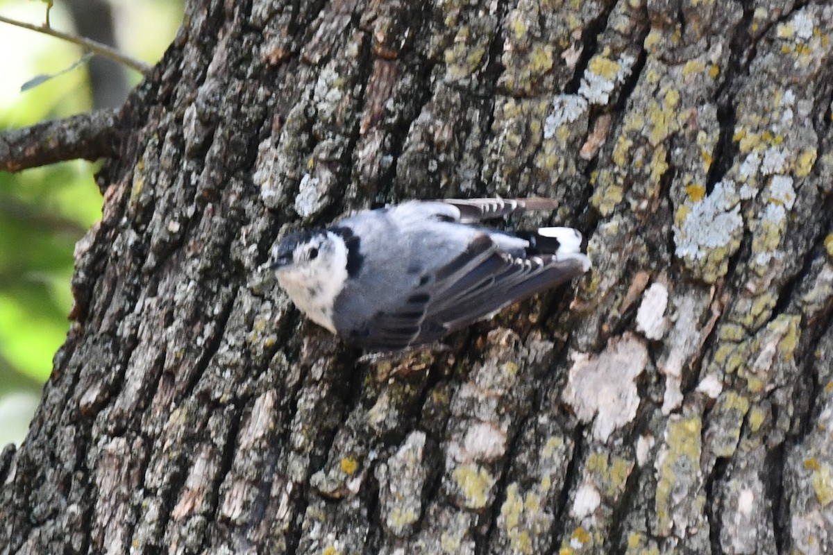 White-breasted Nuthatch - ML621036806
