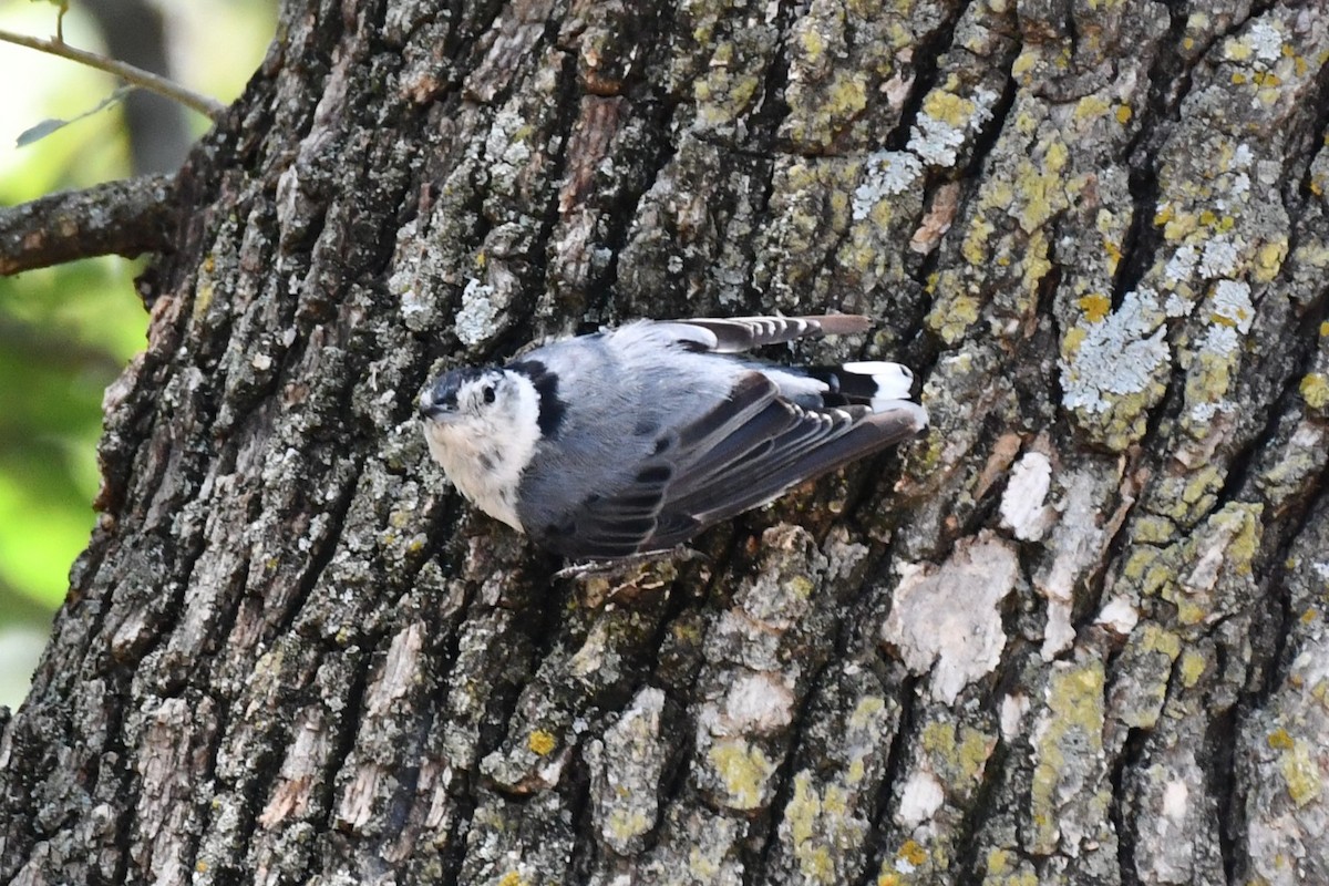 White-breasted Nuthatch - ML621036807