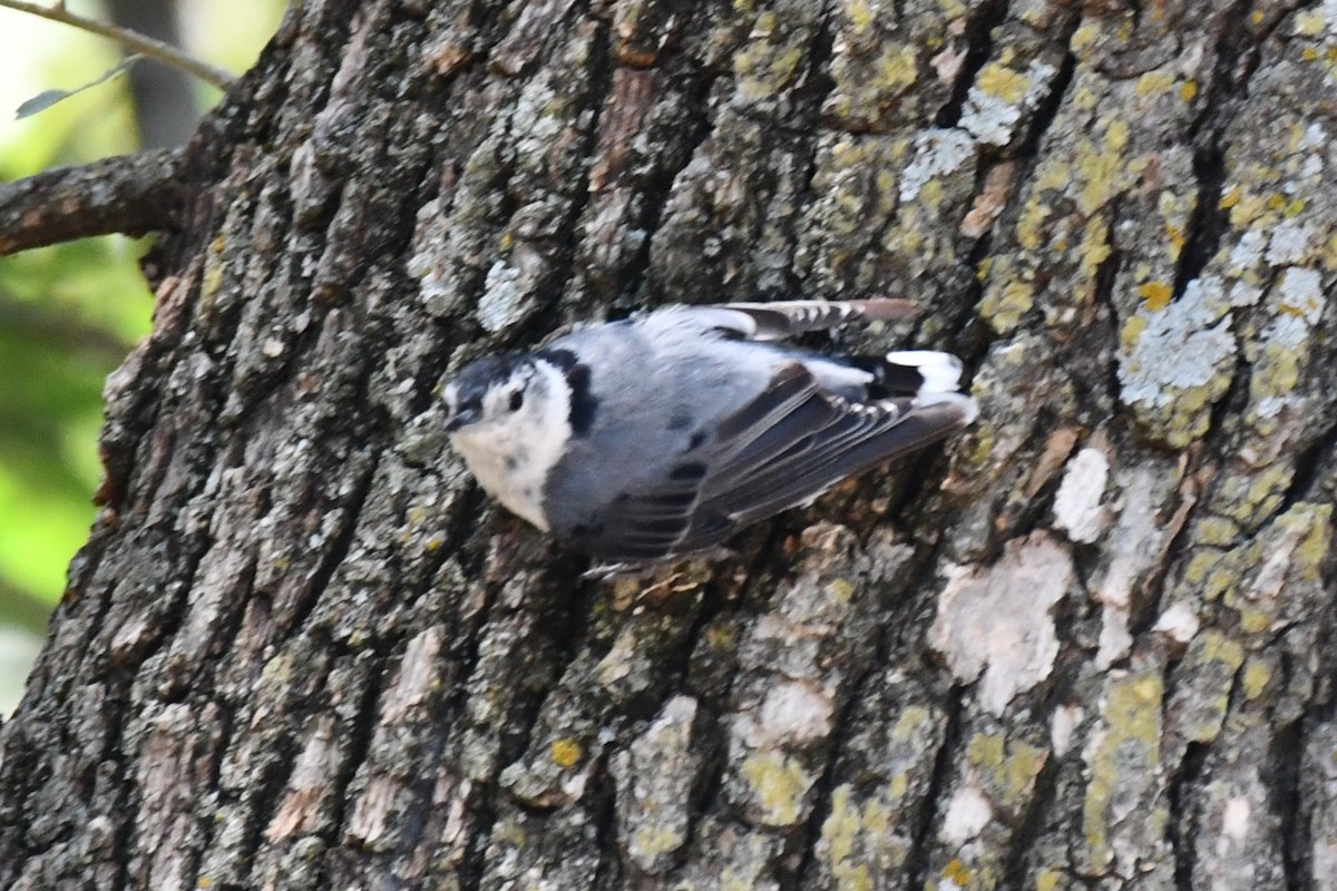 White-breasted Nuthatch - ML621036808