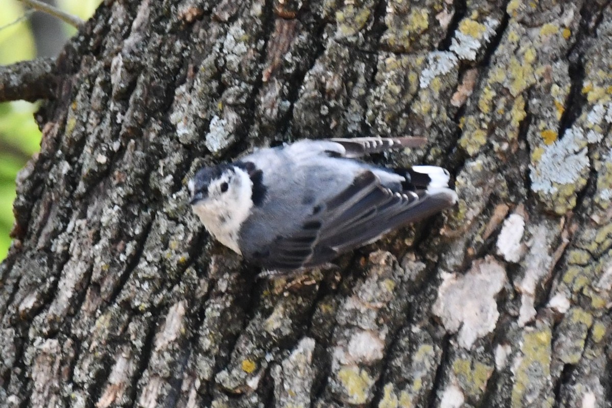 White-breasted Nuthatch - ML621036809