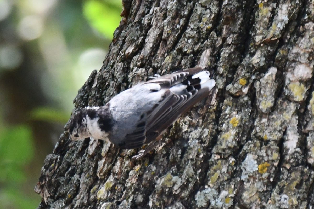 White-breasted Nuthatch - ML621036810