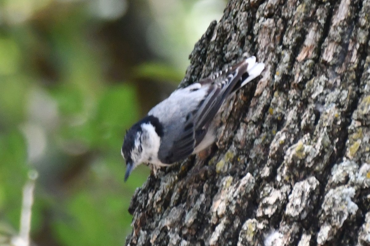 White-breasted Nuthatch - ML621036811
