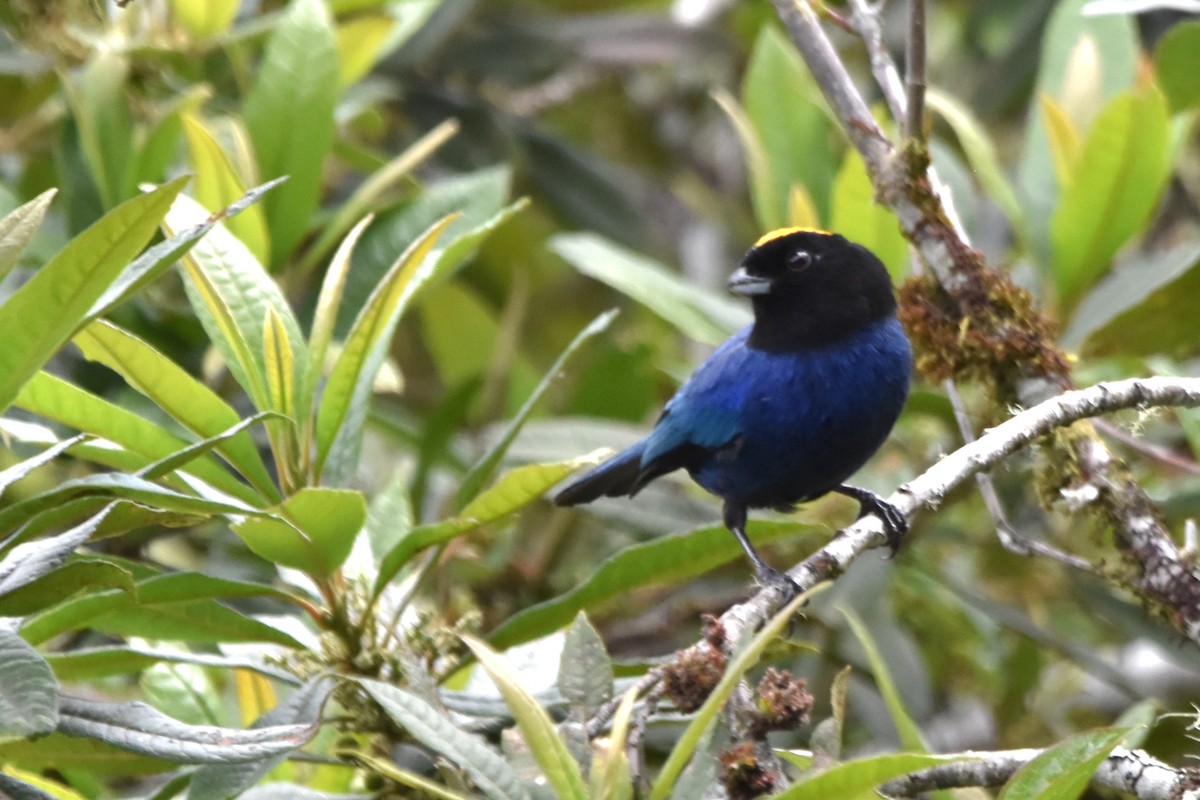 Golden-crowned Tanager - ML621036821
