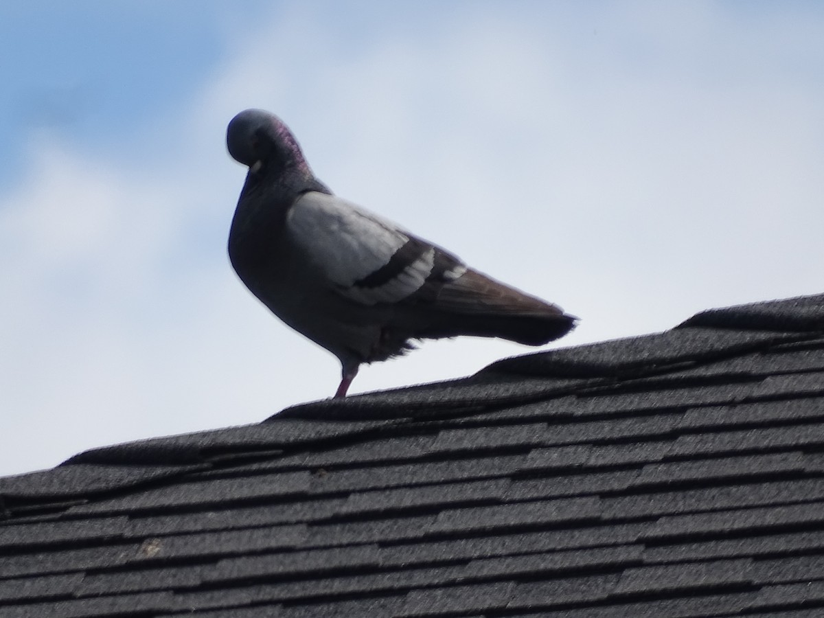 Rock Pigeon (Feral Pigeon) - ML621036890