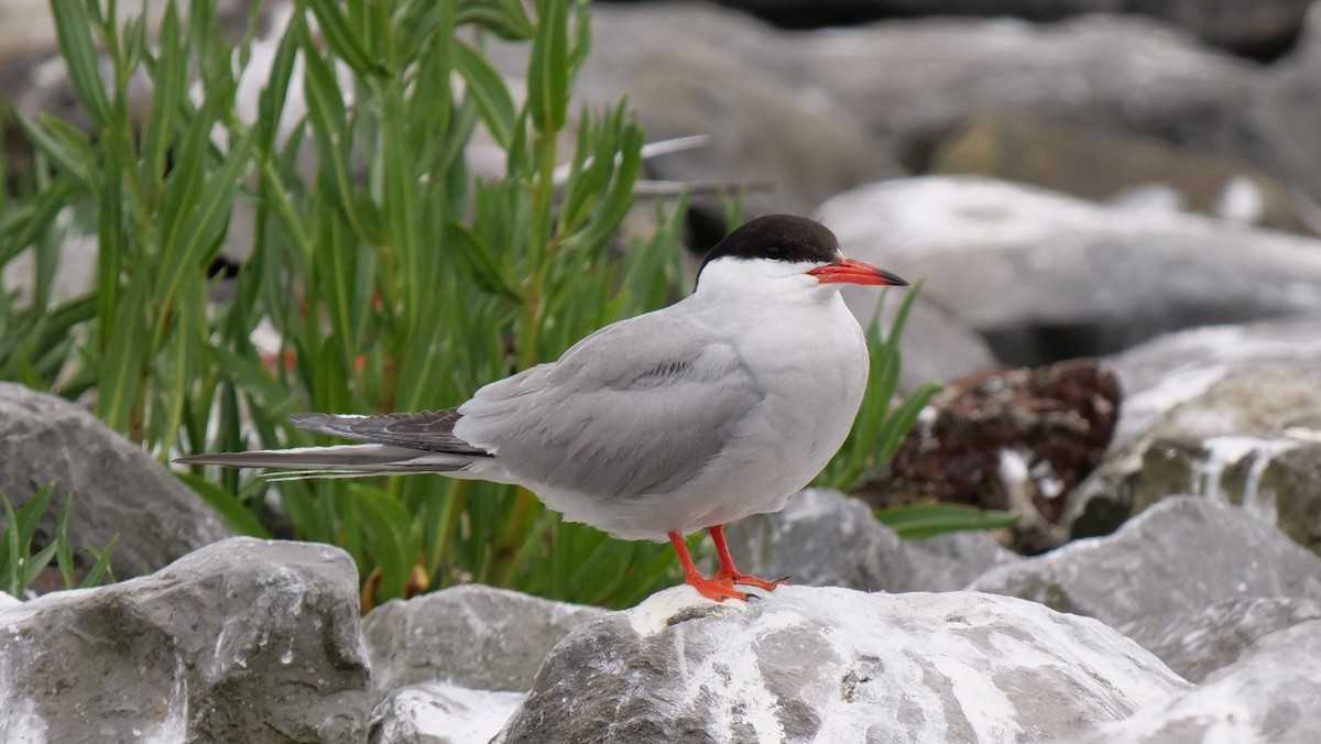 Common Tern - ML621036920