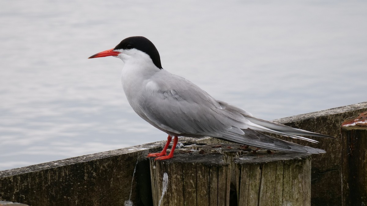 Common Tern - ML621036921