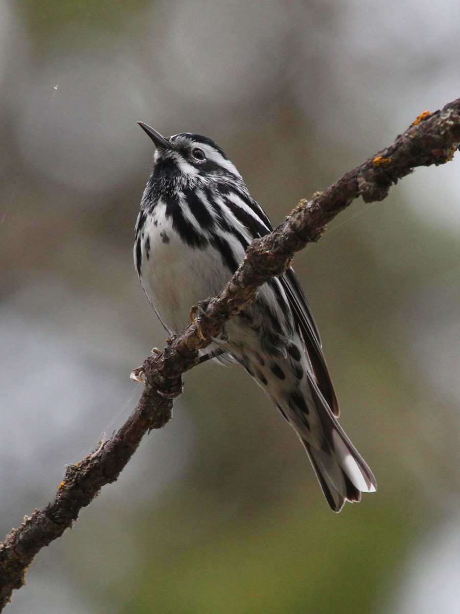 Black-and-white Warbler - ML621036967