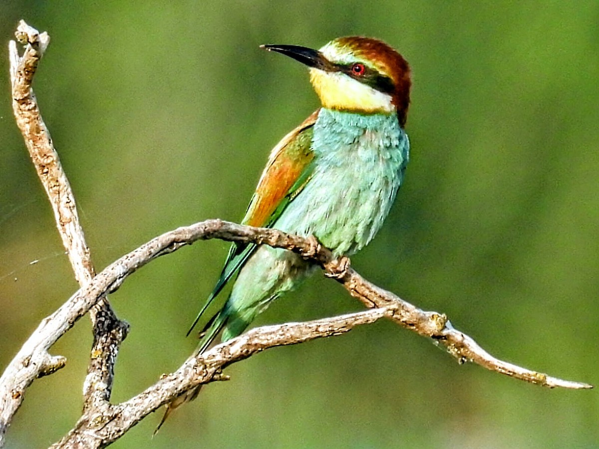 European Bee-eater - ML621036986