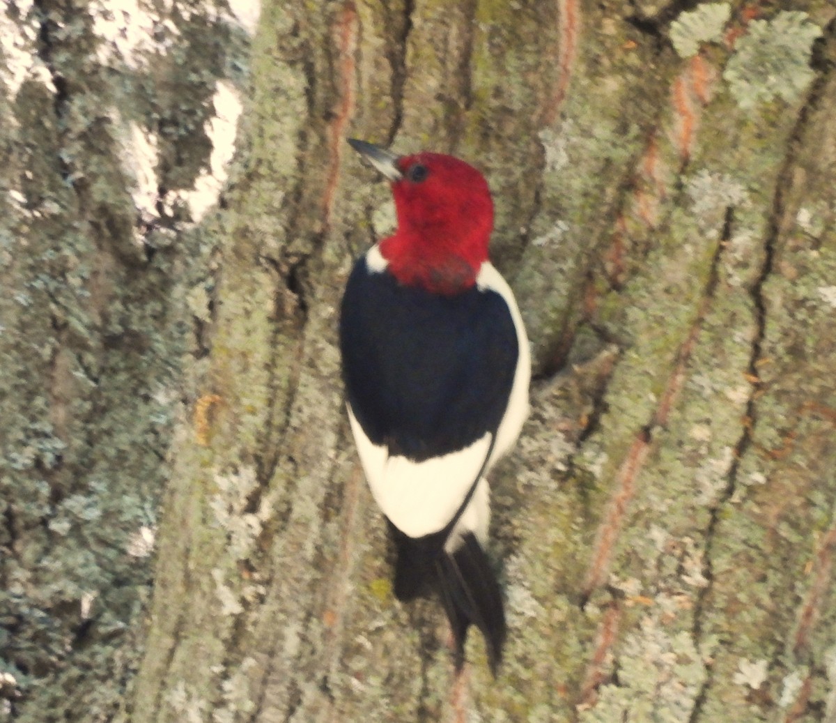 Red-headed Woodpecker - ML621037034