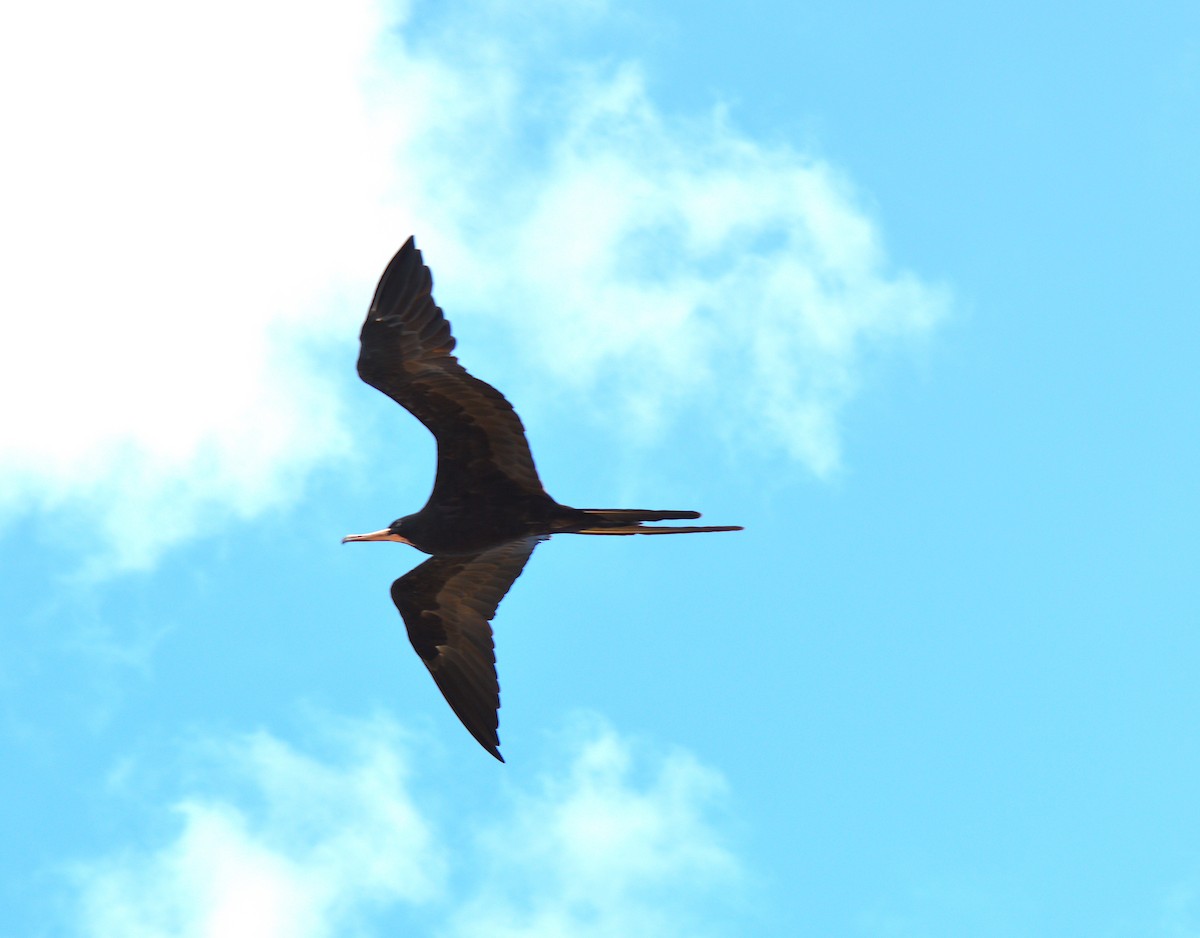 Great Frigatebird - ML621037037