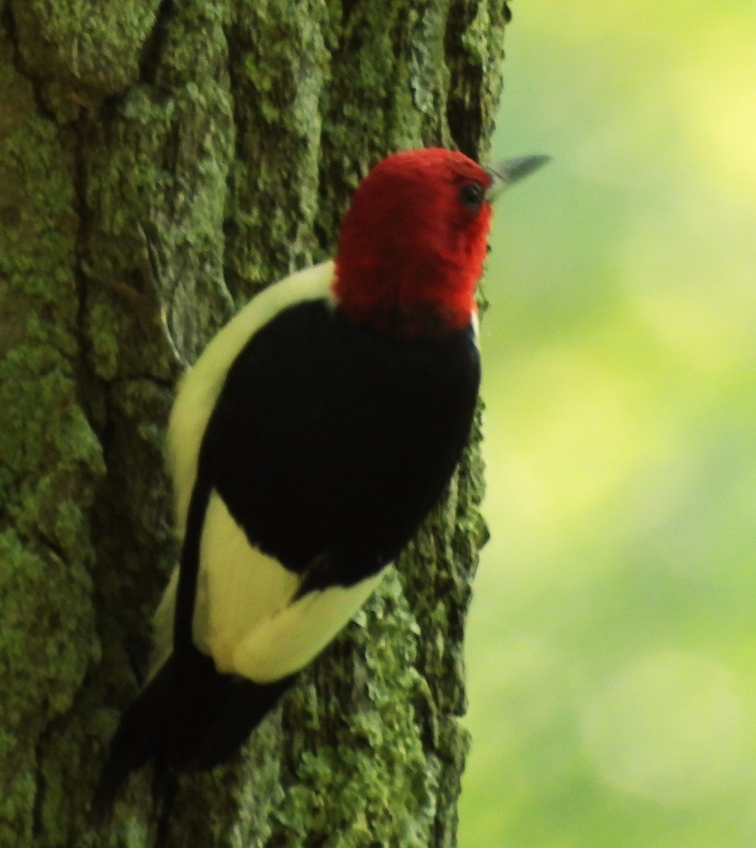 Red-headed Woodpecker - ML621037044