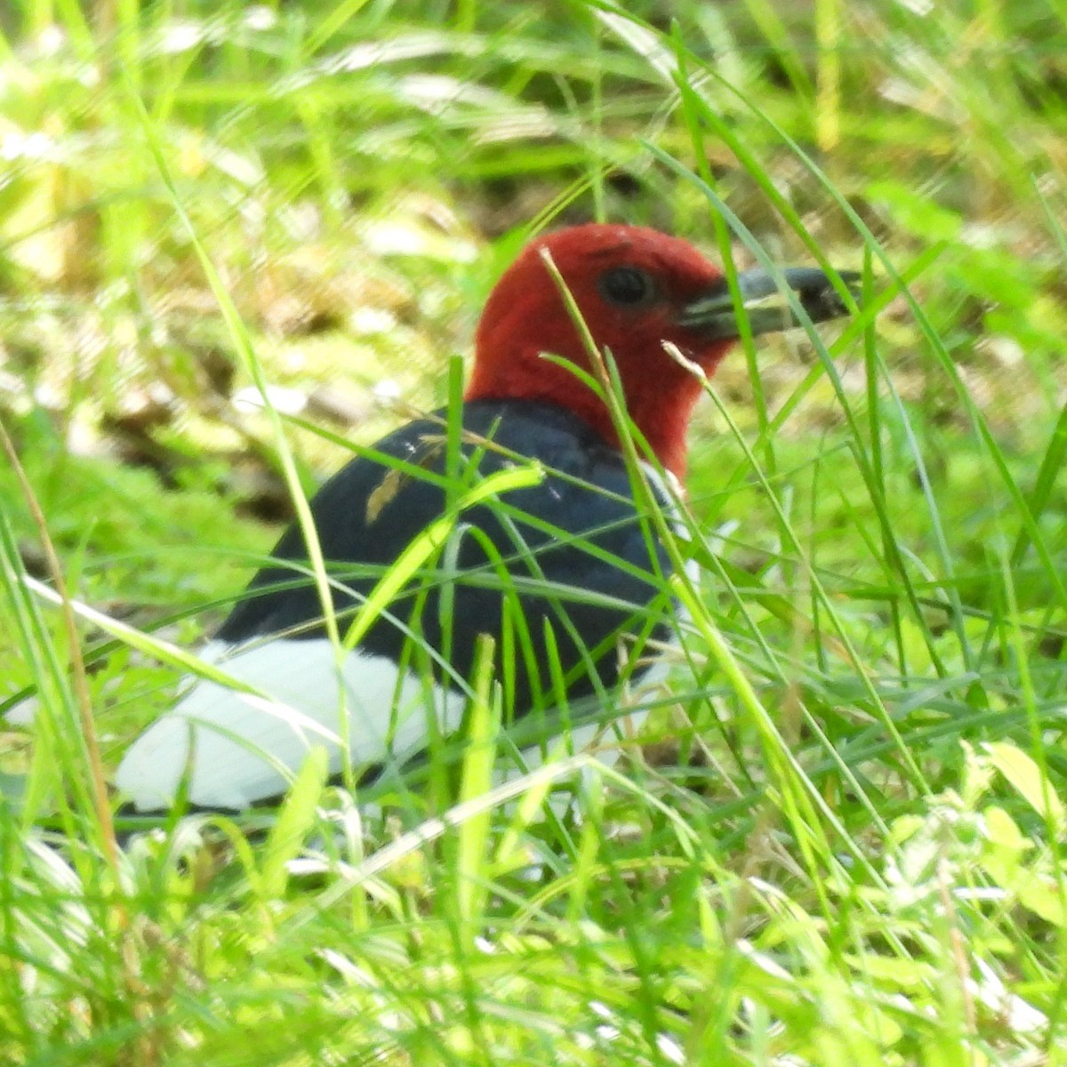 Red-headed Woodpecker - ML621037046