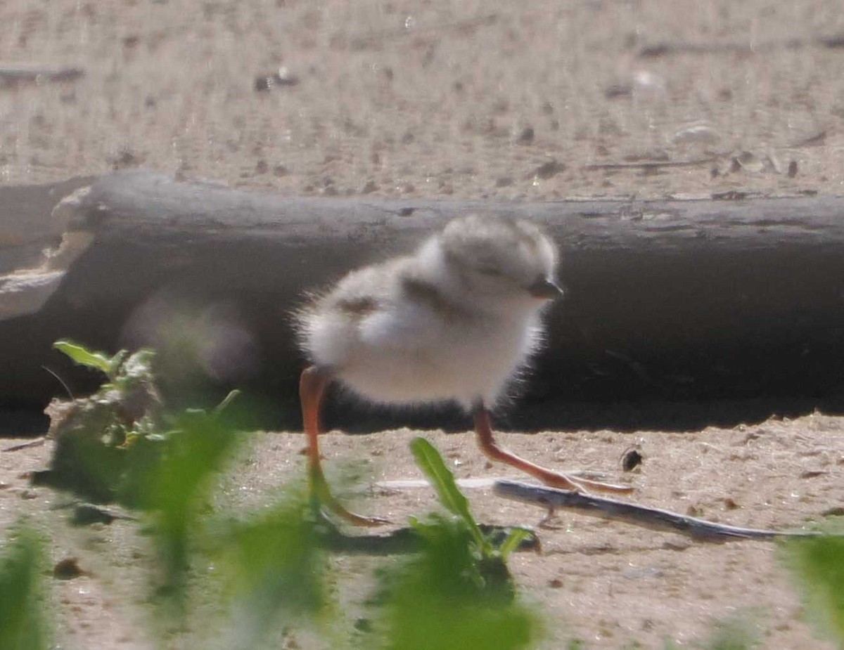 Piping Plover - ML621037107