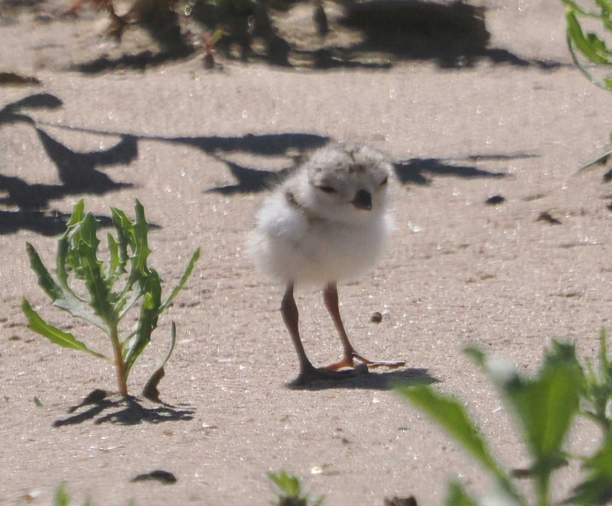 Piping Plover - ML621037108