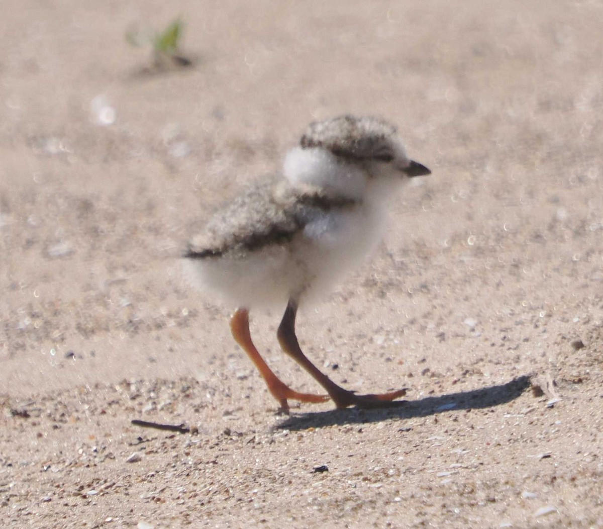 Piping Plover - ML621037109
