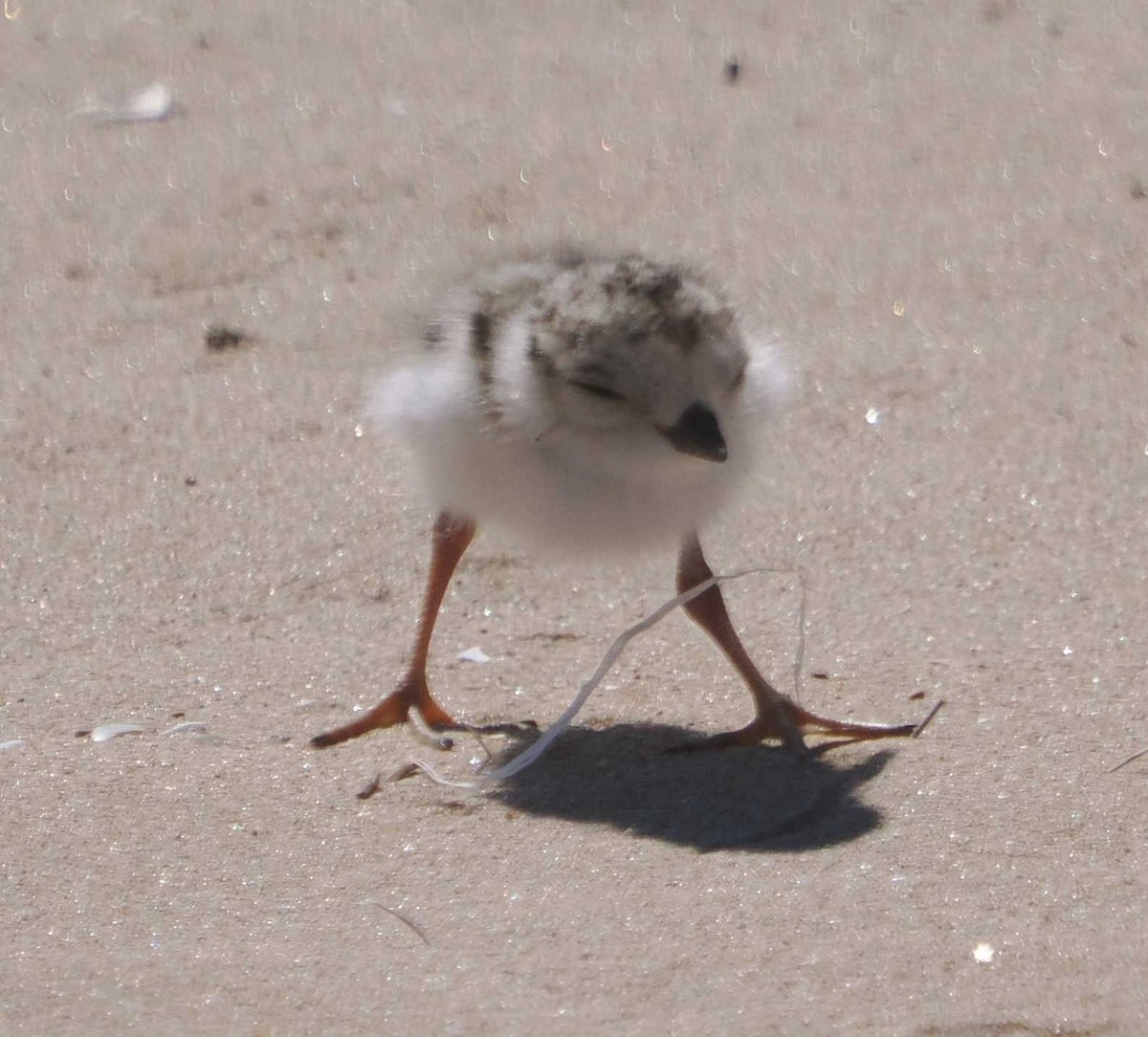 Piping Plover - ML621037110