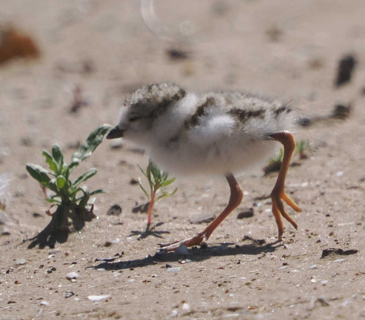 Piping Plover - ML621037111