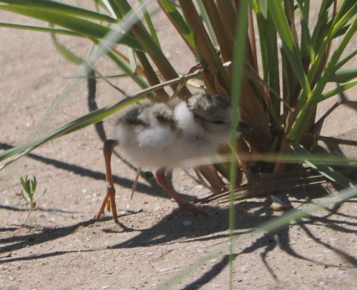 Piping Plover - ML621037112