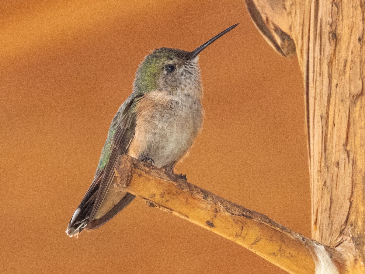 Broad-tailed Hummingbird - ML621037159