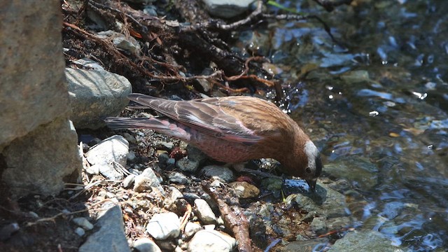 Gray-crowned Rosy-Finch - ML621037167